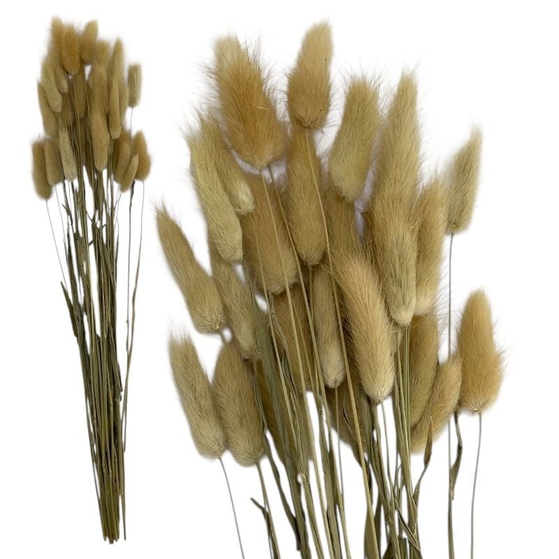 Flori uscate Lagurus, 56 cm, snop decorativ – engros