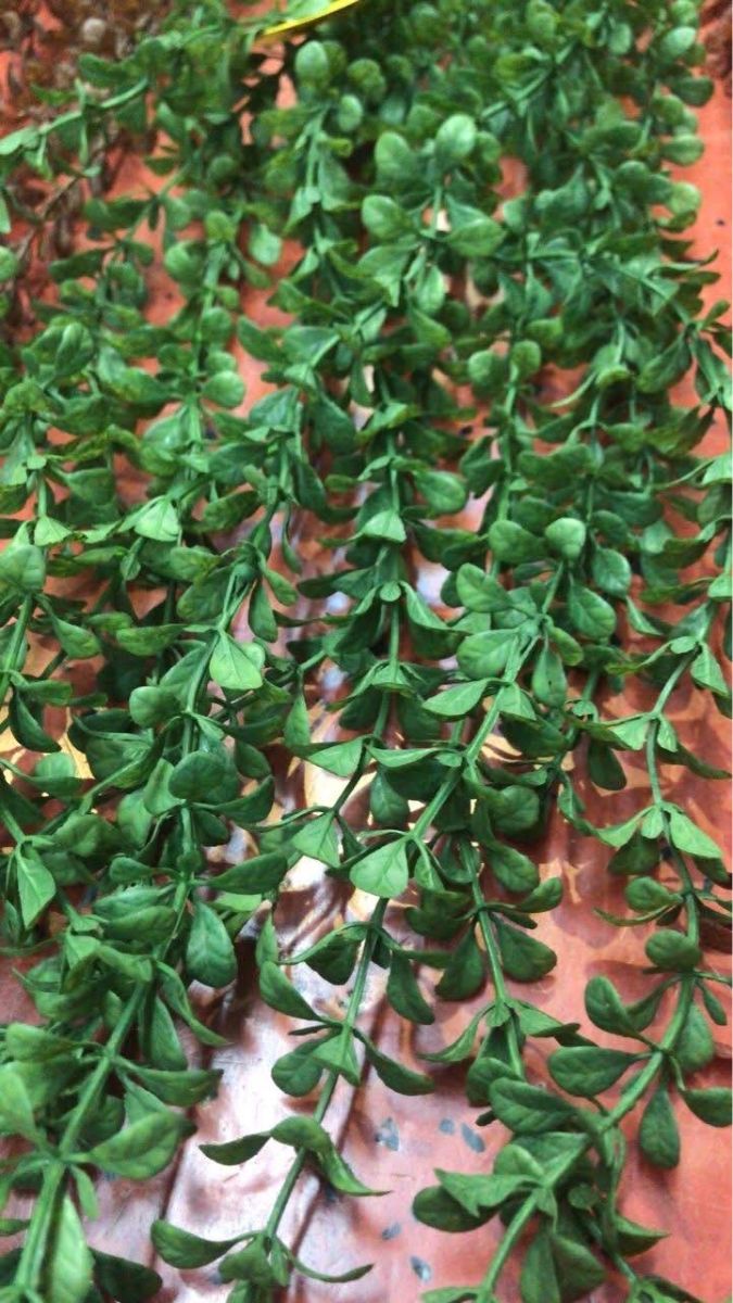 Plante curgatoare buxus en gros