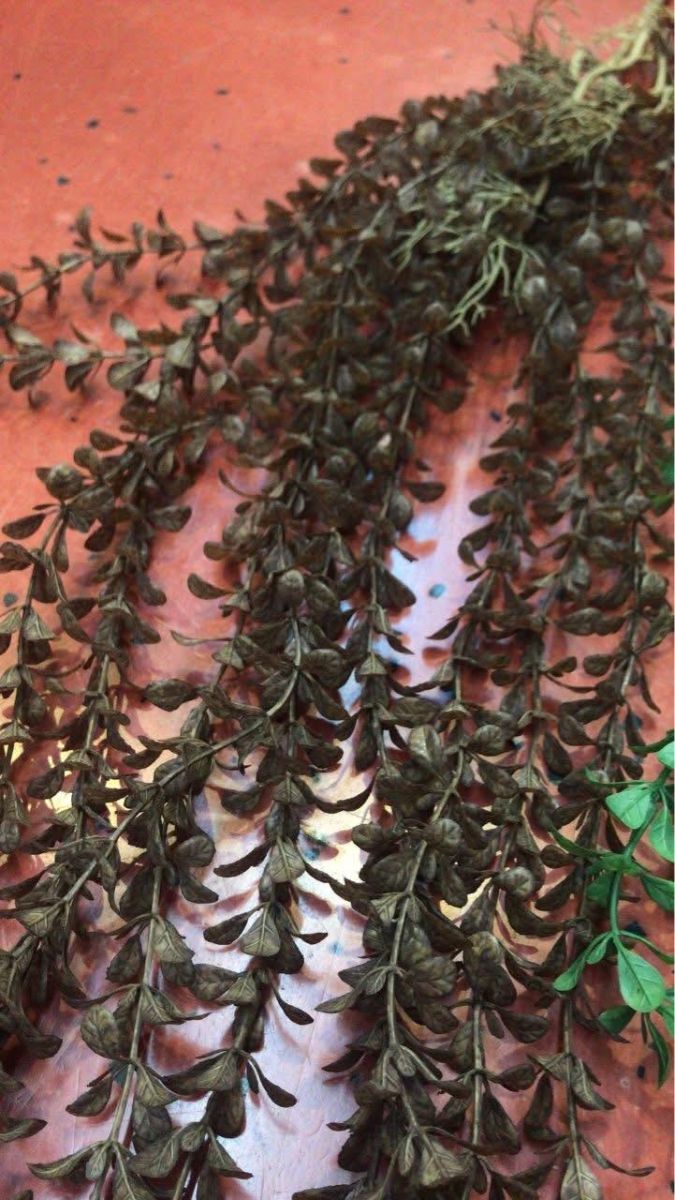 Plante curgatoare buxus en gros