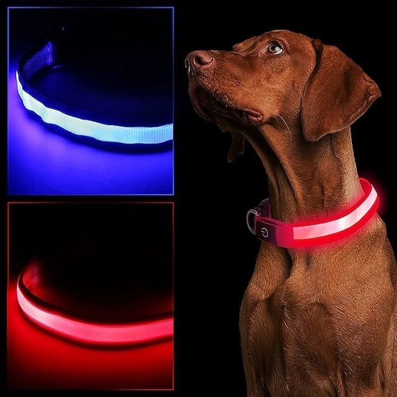 Zgarda luminoasa LED pentru caini, marime S, 3 moduri iluminare Albastru Engros