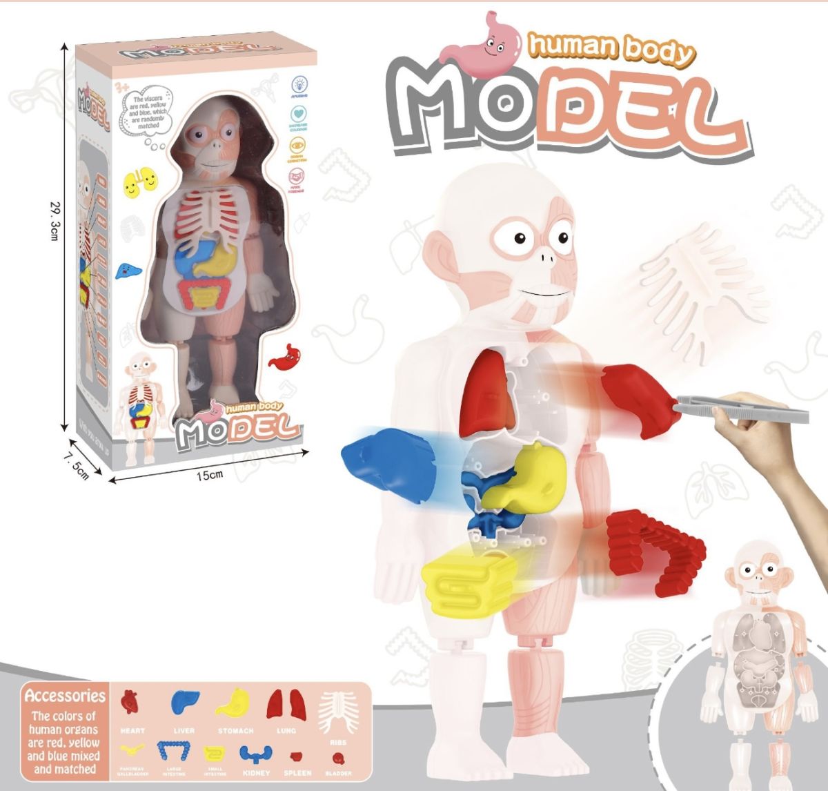 Model Educațional Corp Uman pentru Copii cu Organe Detașabile – Jucărie STEM, Montessori, 29 cm, En-Gros
