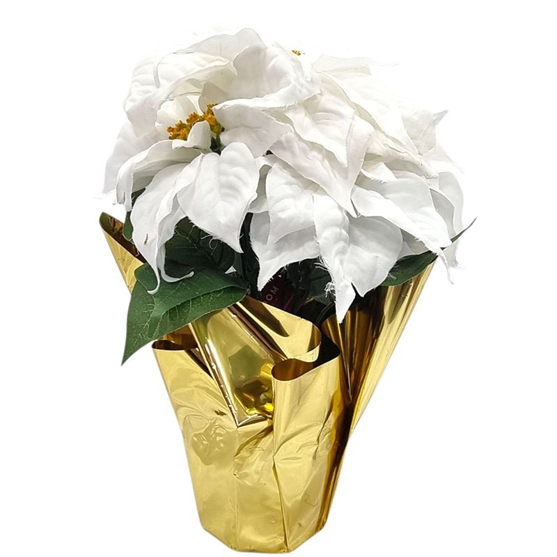 Craciunita bogata alba in ghiveci, ambalata in cieolofan decorativ, 40 cm inaltime