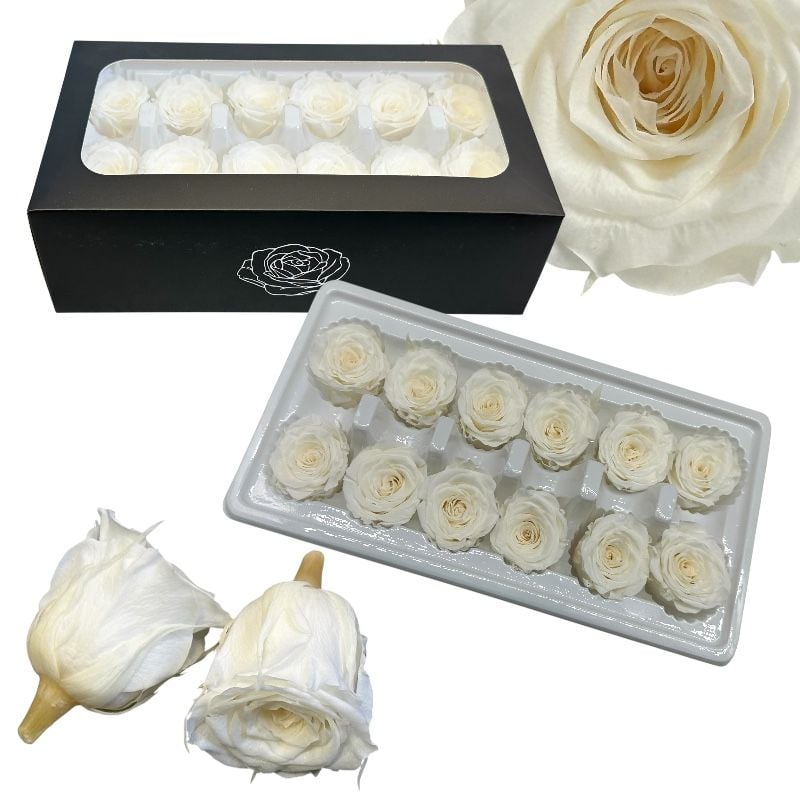 Trandafiri criogenați 12 bucăți d4-4 cm, h 5.5 cm, culoare ivorie, en-gros
