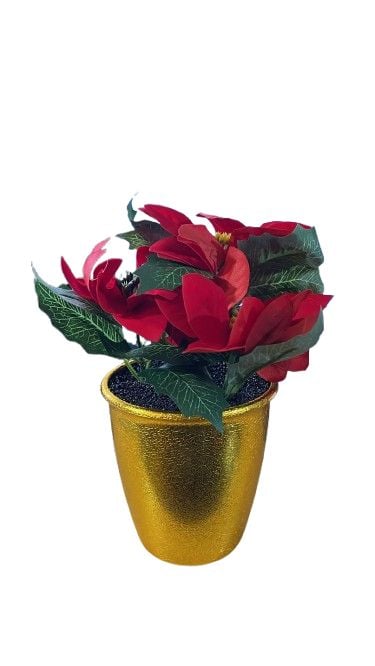 Buchet craciunita trei flori engros
