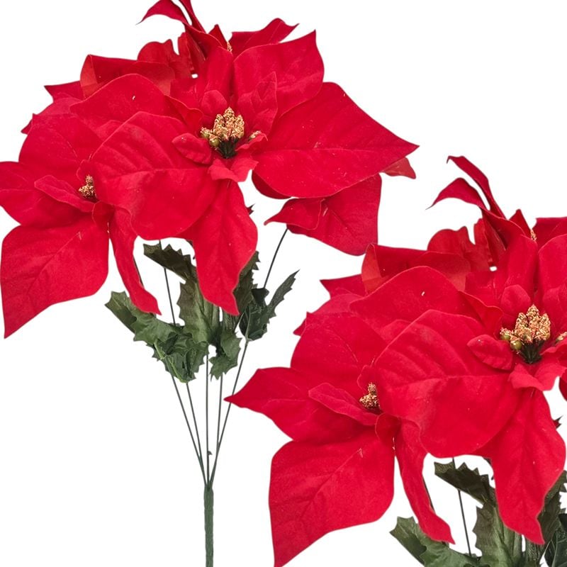 Buchet Craciunita catifelata, engros 5 fire 20 cm diametru capat