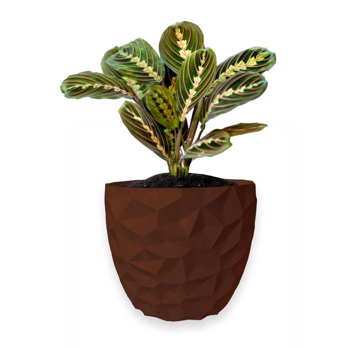 Ghiveci de flori 3d, Dunora , rotund 12 x 11 cm, Culoare Maro Engros