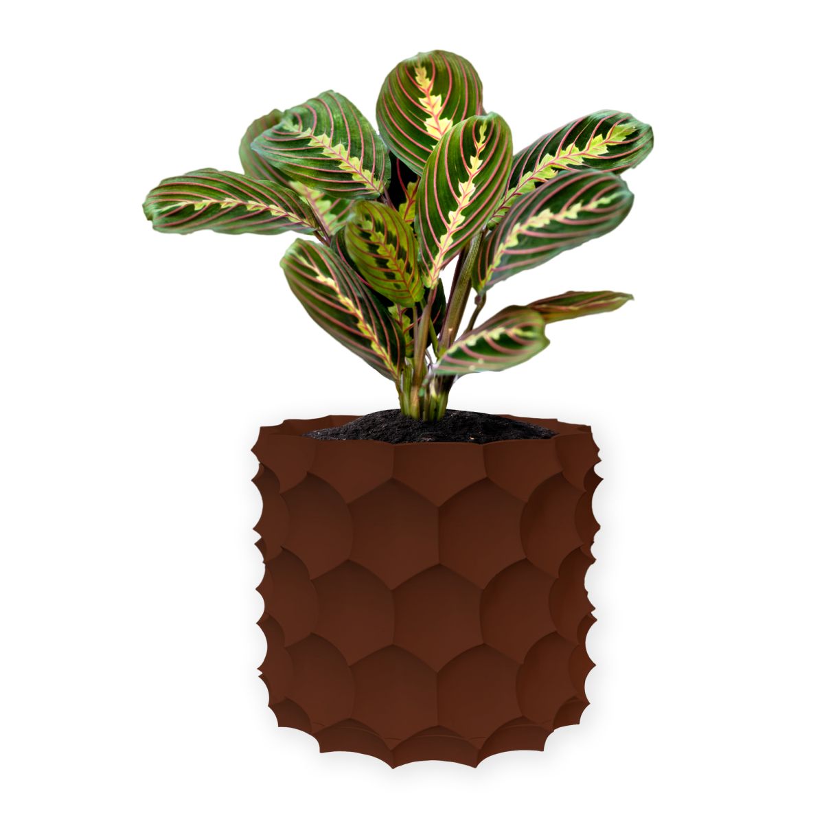 Ghiveci de flori 3d, Razorix , rotund 15.5 x 14.5 cm, Culoare Maro Engros