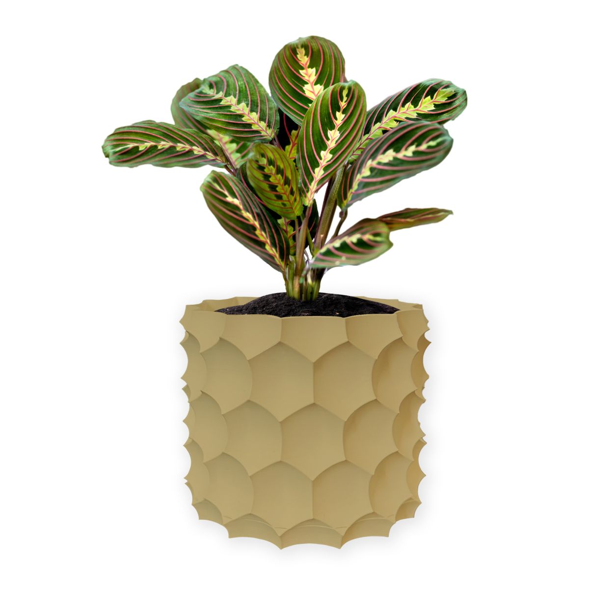 Ghiveci de flori 3d, Razorix , rotund 14.5 x 13.5 cm, Culoare Bej Engros