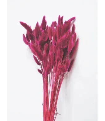 Lagurus Premium Engros Buchet aprox 90-100 fire , 40-50cm