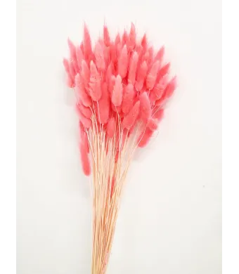 Lagurus Premium Engros Buchet aprox 90-100 fire , 40-50cm