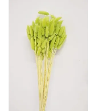 Lagurus Premium Engros Buchet aprox 90-100 fire , 40-50cm