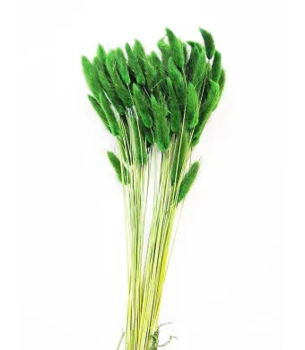 Lagurus Premium Engros Buchet aprox 90-100 fire , 40-50cm