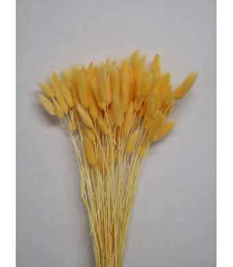 Lagurus Premium Engros Buchet aprox 90-100 fire , 40-50cm