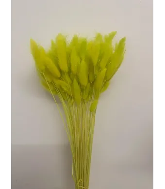 Lagurus Premium Engros Buchet aprox 90-100 fire , 40-50cm