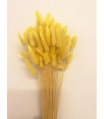 Lagurus Premium Engros Buchet aprox 90-100 fire , 40-50cm